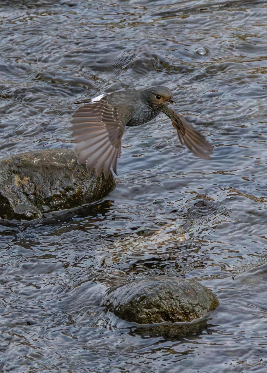 石燕儿夫妻双双把家还 红尾水够 红尾水够是雀形目鹅科水够属鸟类,又