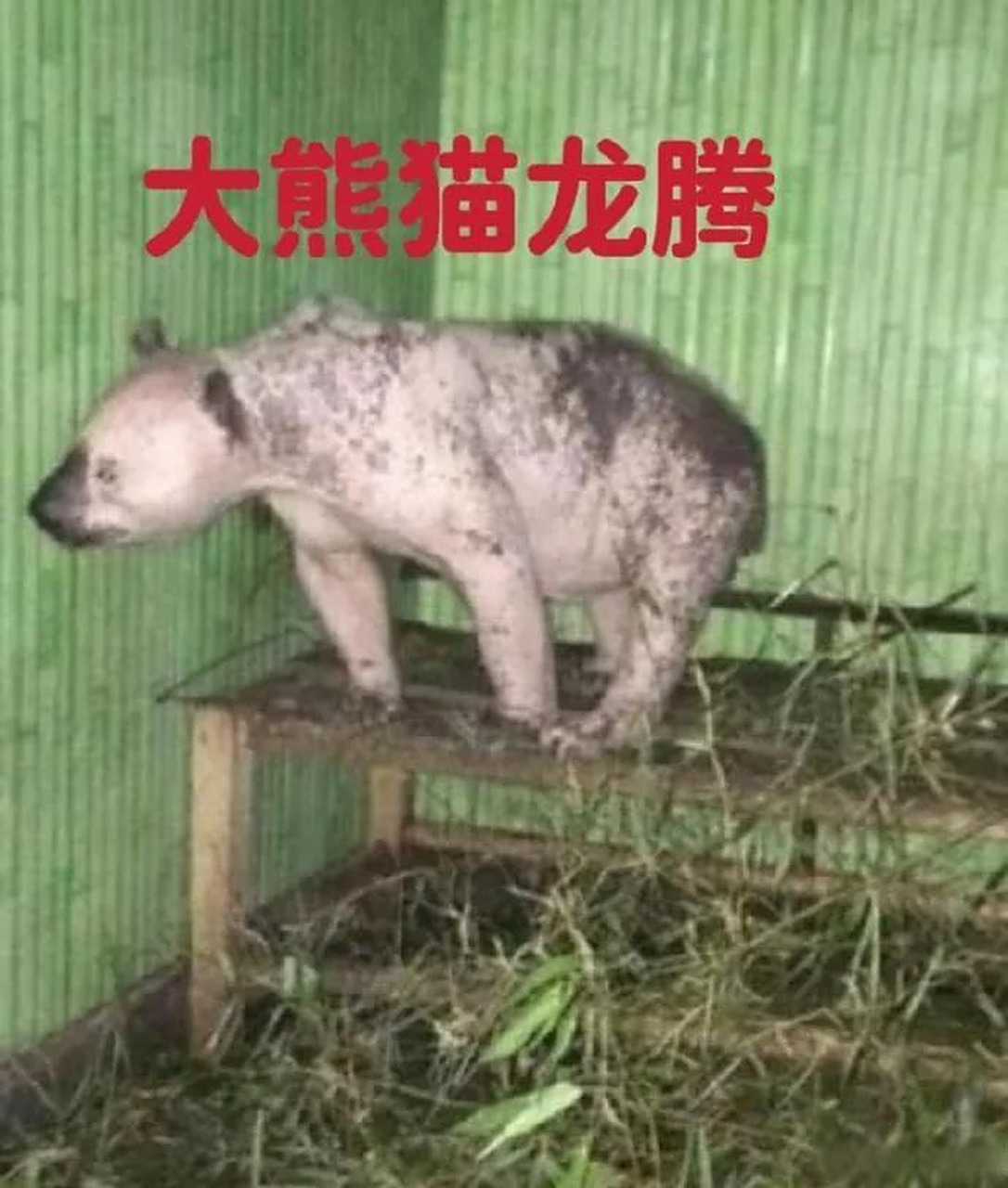 中国最惨的双胞胎熊猫兄弟"龙腾和龙飞!