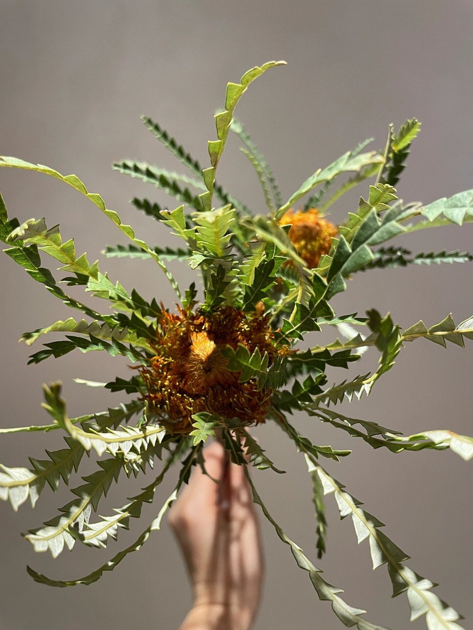 小众花材分享张牙舞爪的"黄金佛塔"好有趣 一个超级适合做干花的花材!