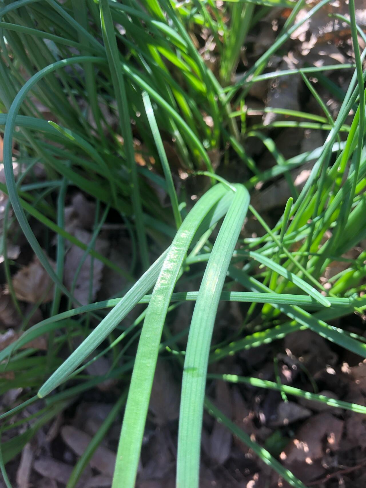 野葱?野蒜?野韭菜?