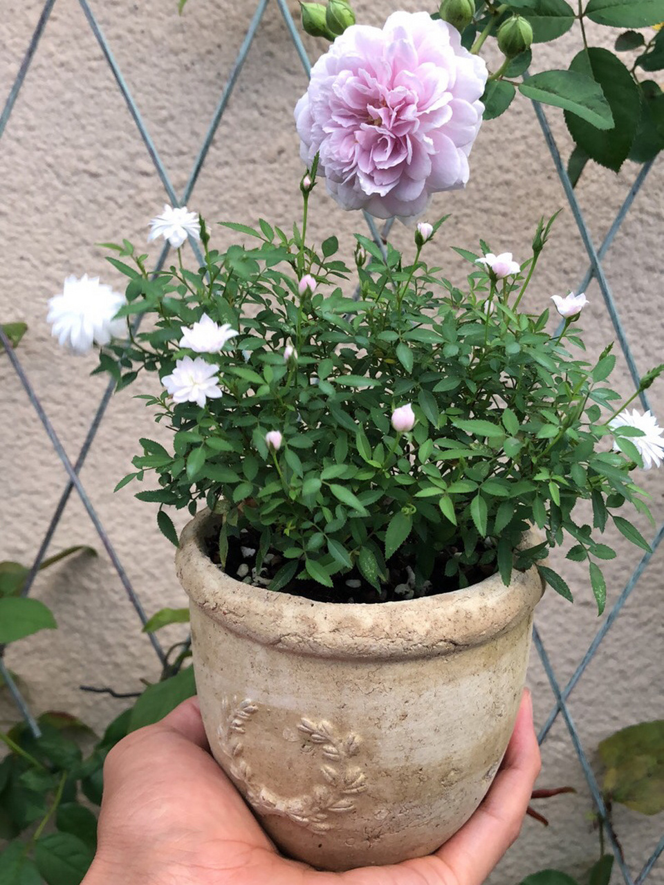 史上最mini的月季-姬乙女,花朵指甲大小 春天时花友送我一盆迷你月季