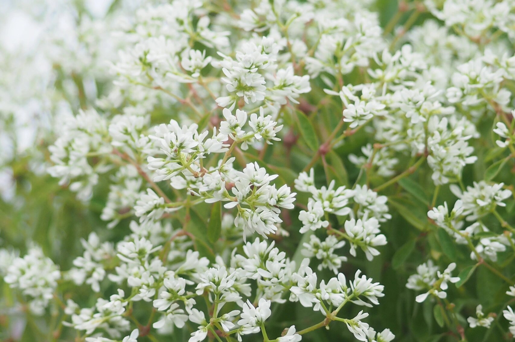 禾叶大戟|飘雪,花期长达10个月!