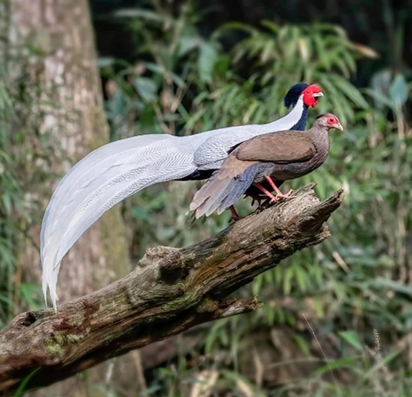 白鹇 silver pheasant 白鹇(学名:lophura nycthemera:是雉科鹇属