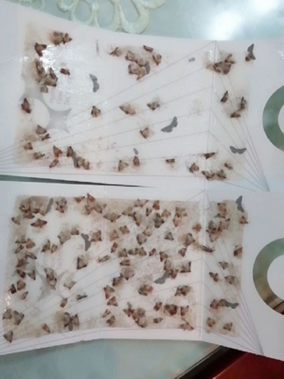 米蛾幼虫以家里面的面粉,大米,干面条,还有一些坚果为食物,如果发现