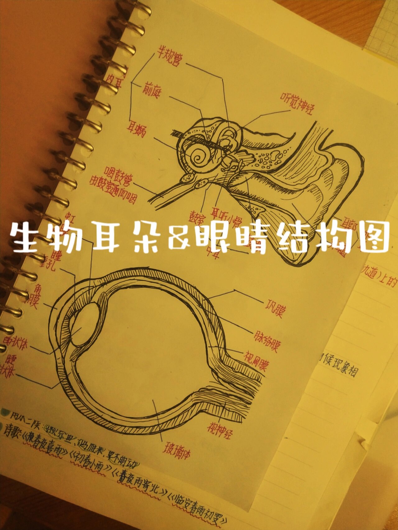 七年级下学期生物耳朵&眼睛结构图
