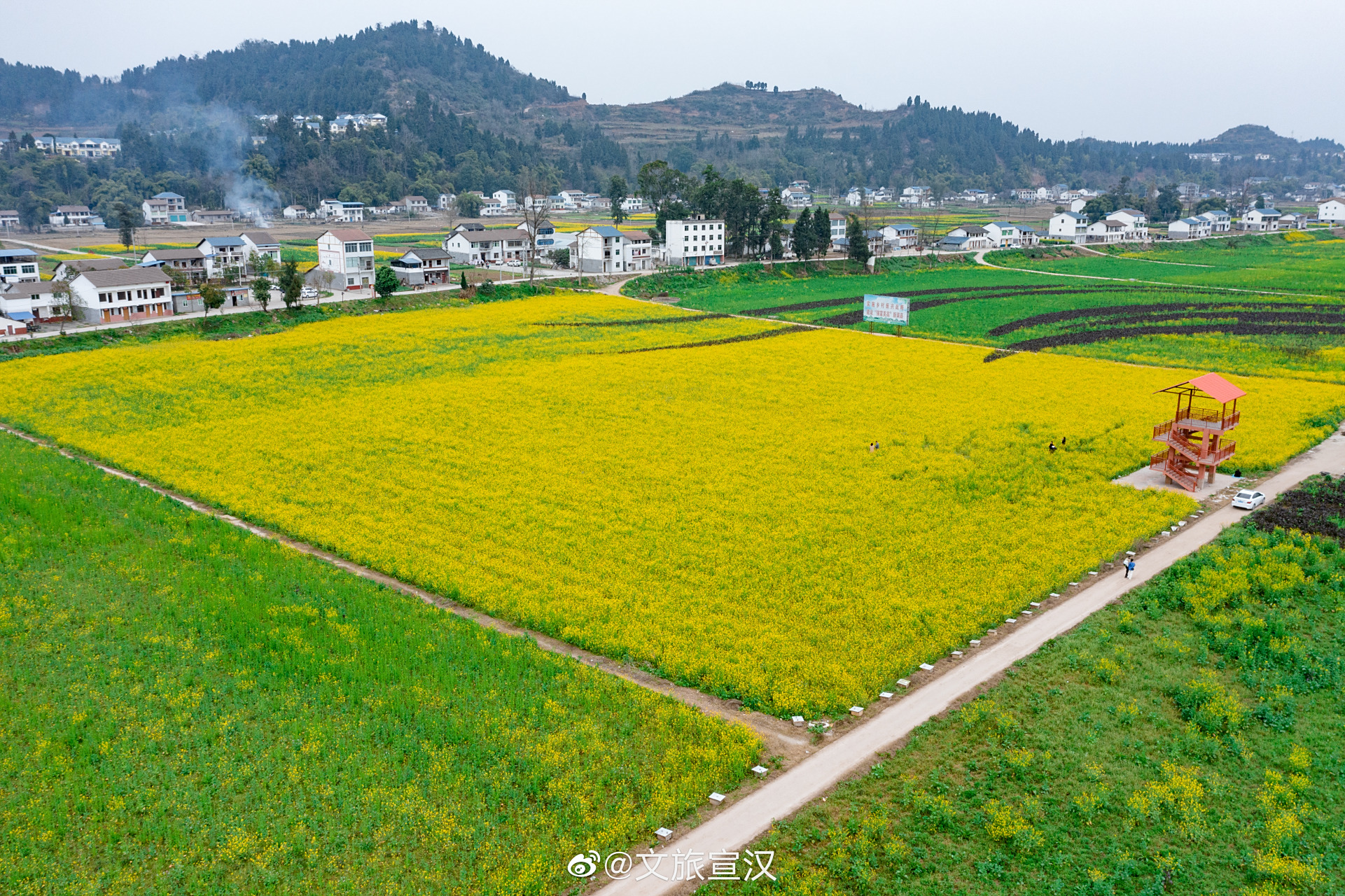 在达州市渠县李馥镇凤凰村的油菜花基地 油菜花已经竞相绽放 大地换上