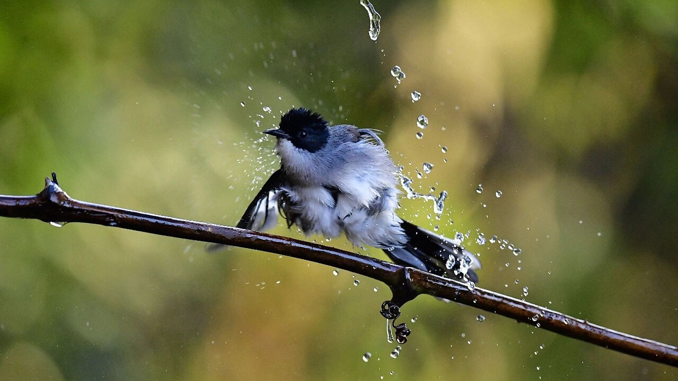 黑头奇鹛 黑头奇鹛在《中国鸟类野外手册》编号1123(heterophasia