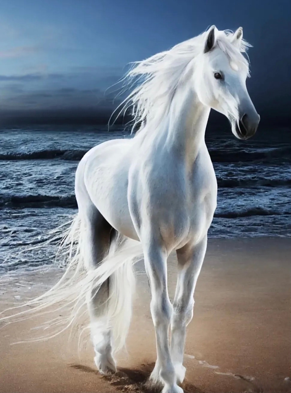 雪白的白马,飘逸的发型 见着好运.马到成功