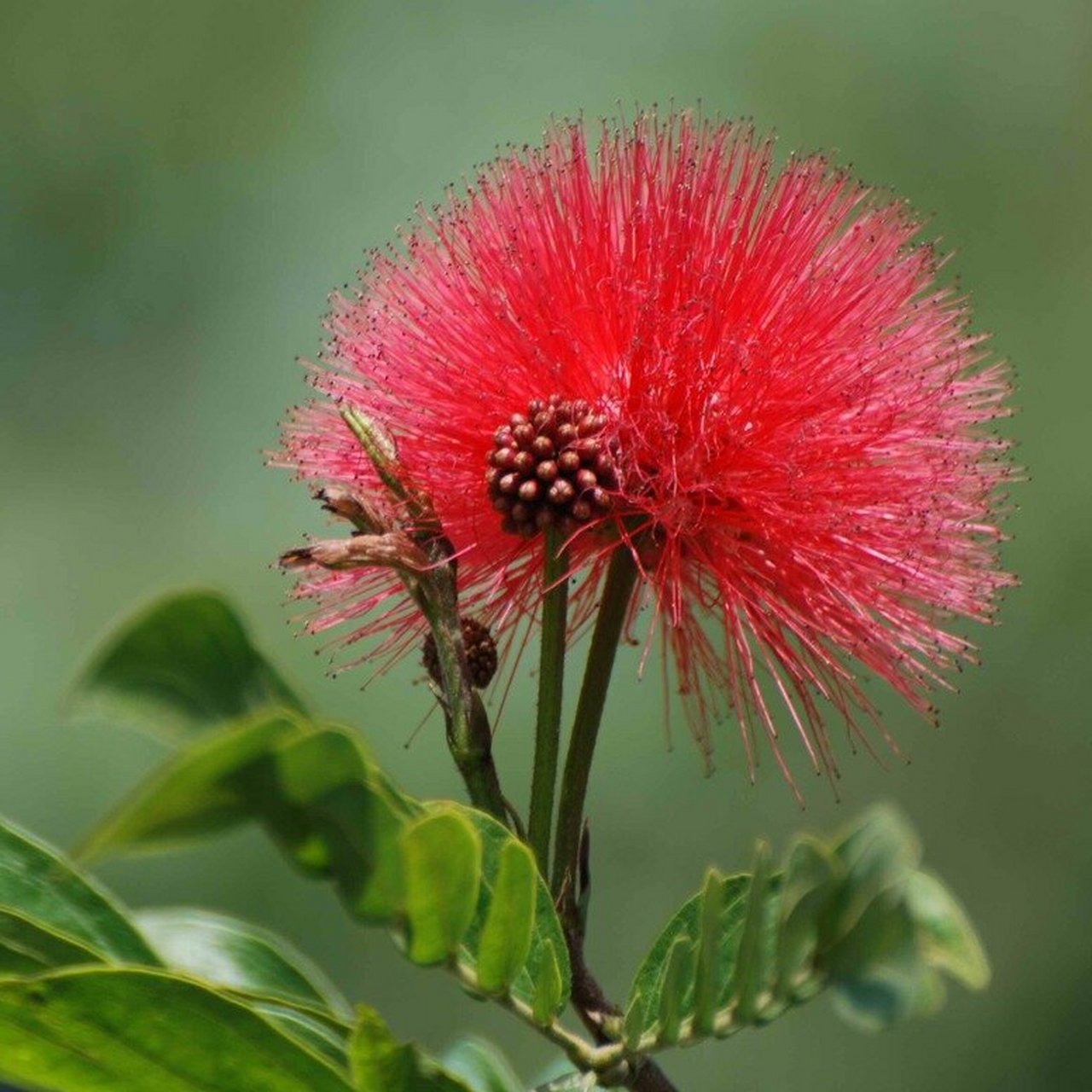 朱樱花的花语图片