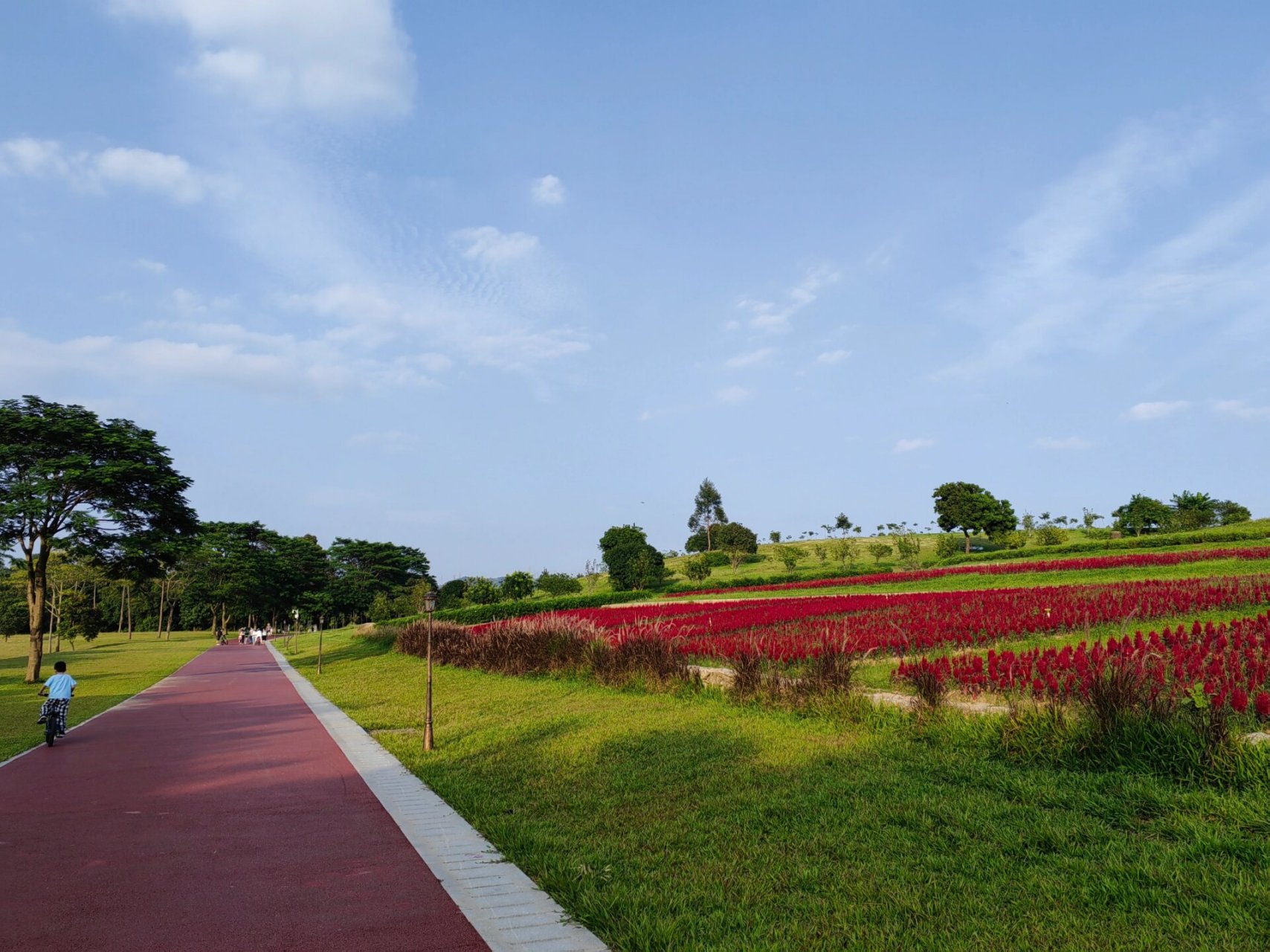深圳最美绿道,花都开好了 图一是新大禾塘湿地公园,图二是石岩湖陌上