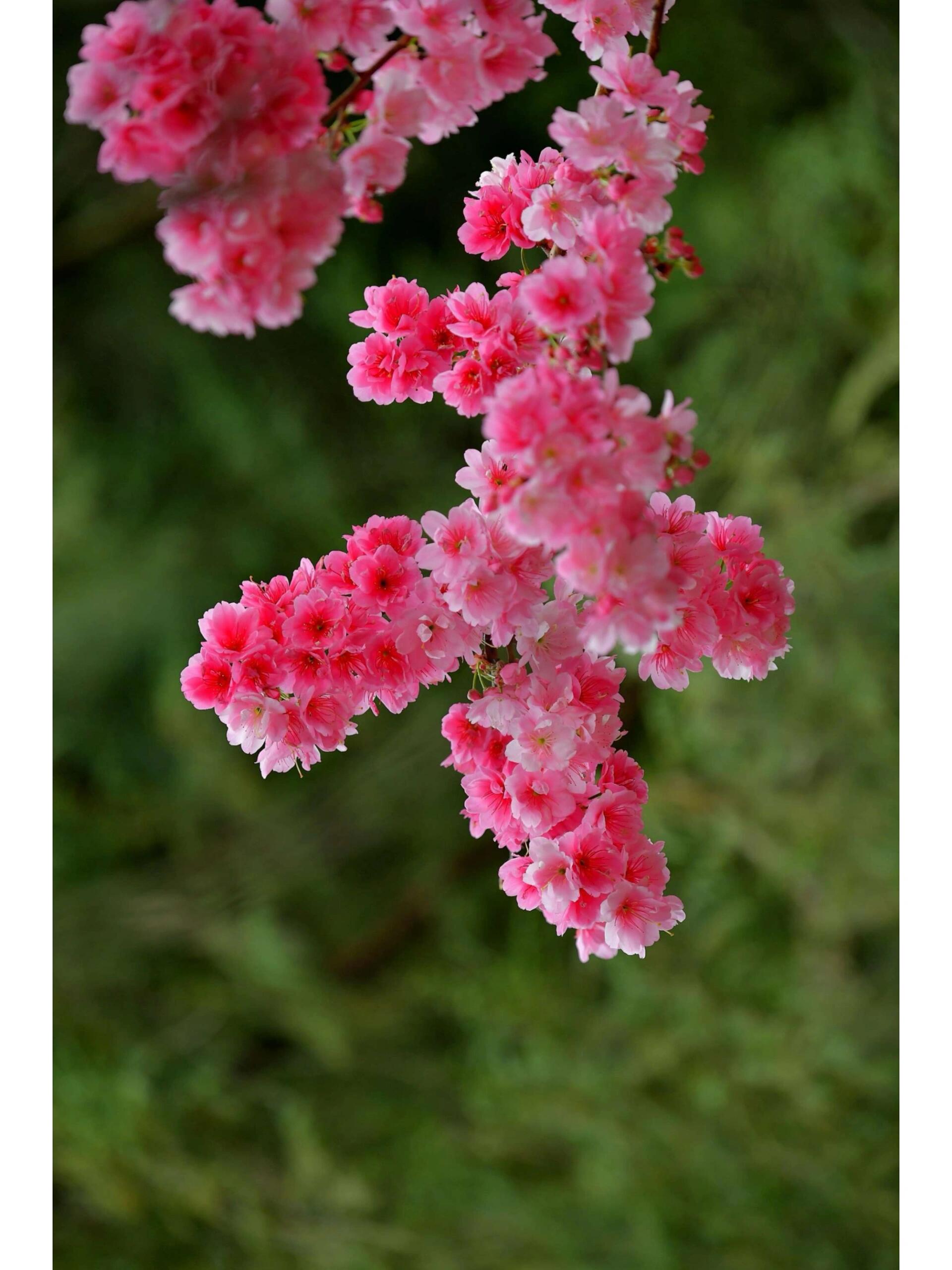 植物名牌樱花图片