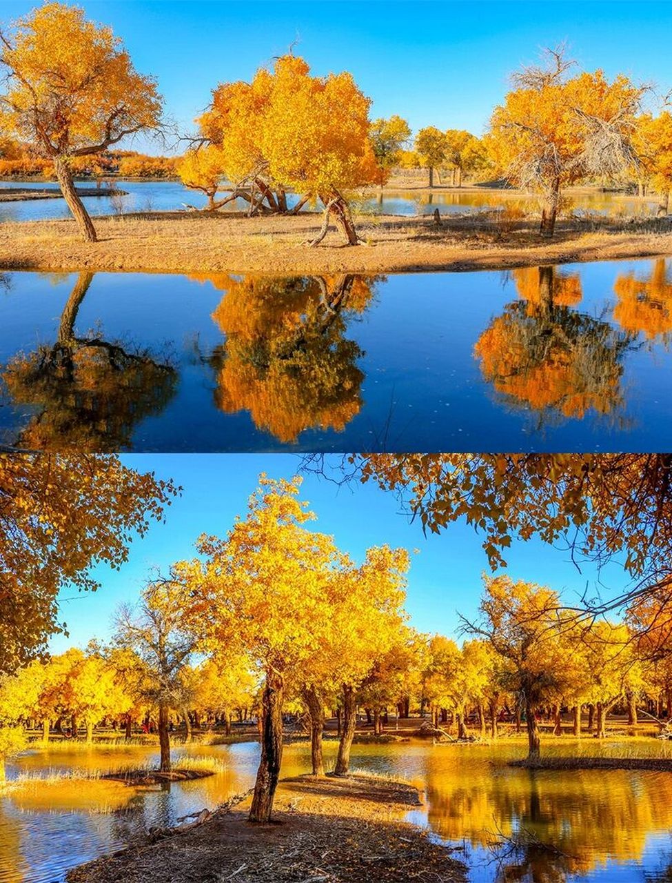 93金秋十月,带你看尽不同风景,金黄的胡杨林和敦煌莫高窟进行梦幻