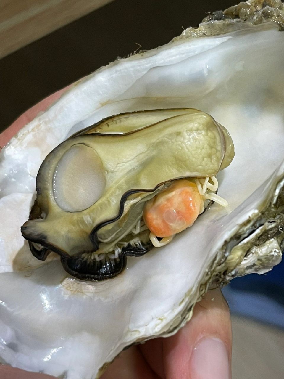 生蚝里吃出小螃蟹,男朋友说它叫… "蚝里蟹" 哈哈哈哈哈哈哈哈哈哈哈