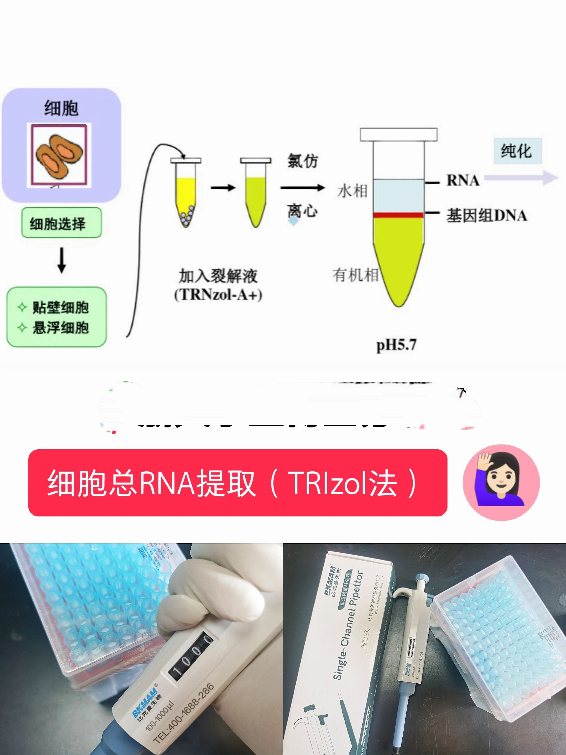 浙大小王博士分享细胞总rna提取/trizol法