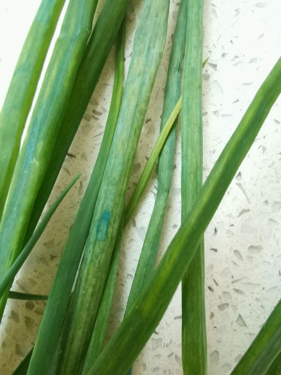 保鲜剂,身体有害 买菜送的葱上蓝色色素是蓝矾,它是绿叶蔬菜的保鲜剂