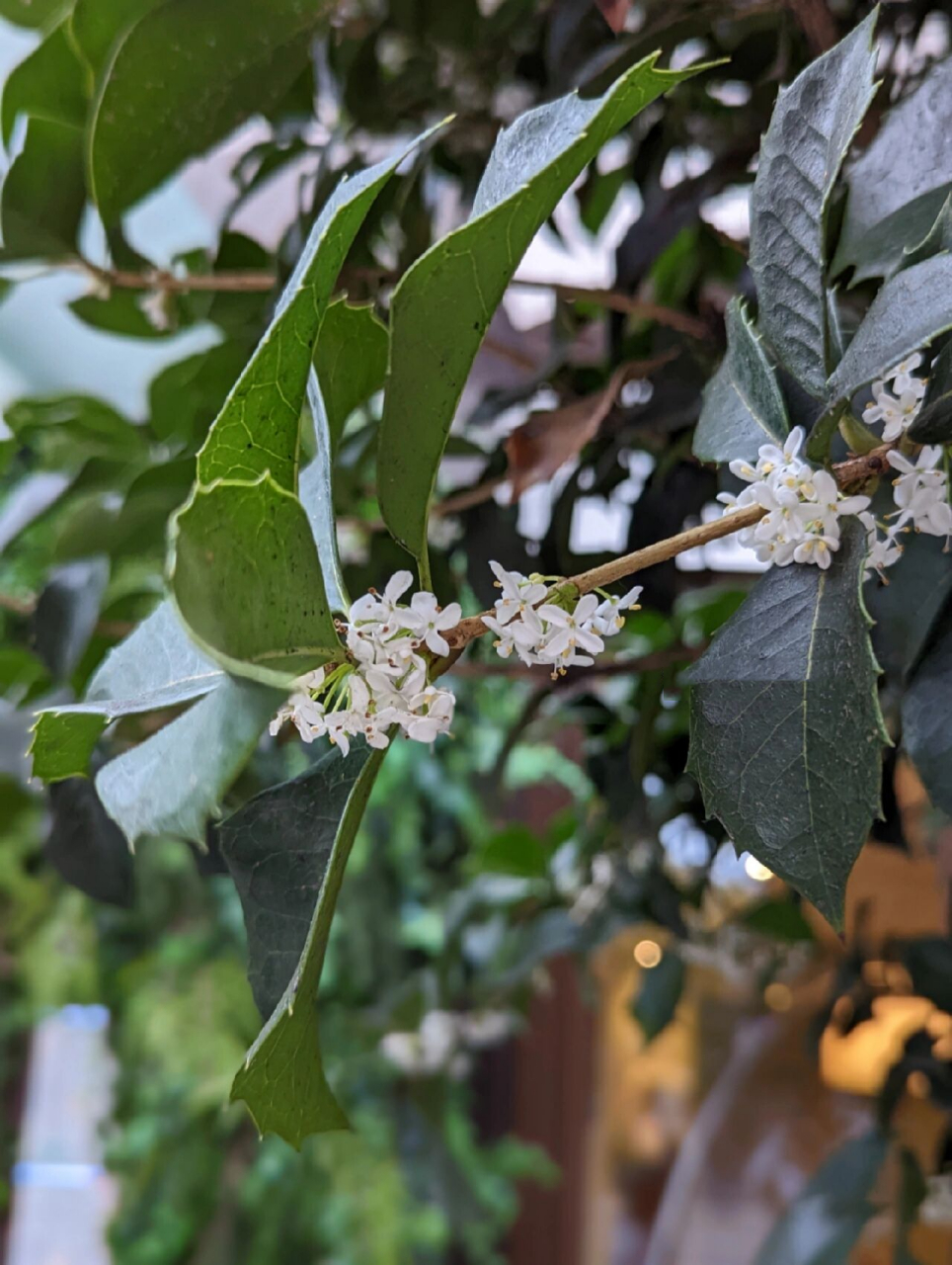 🇬🇧伦敦街头 | 桂花飘香 | 银桂花  走在伦敦街头,居然闻到甜美