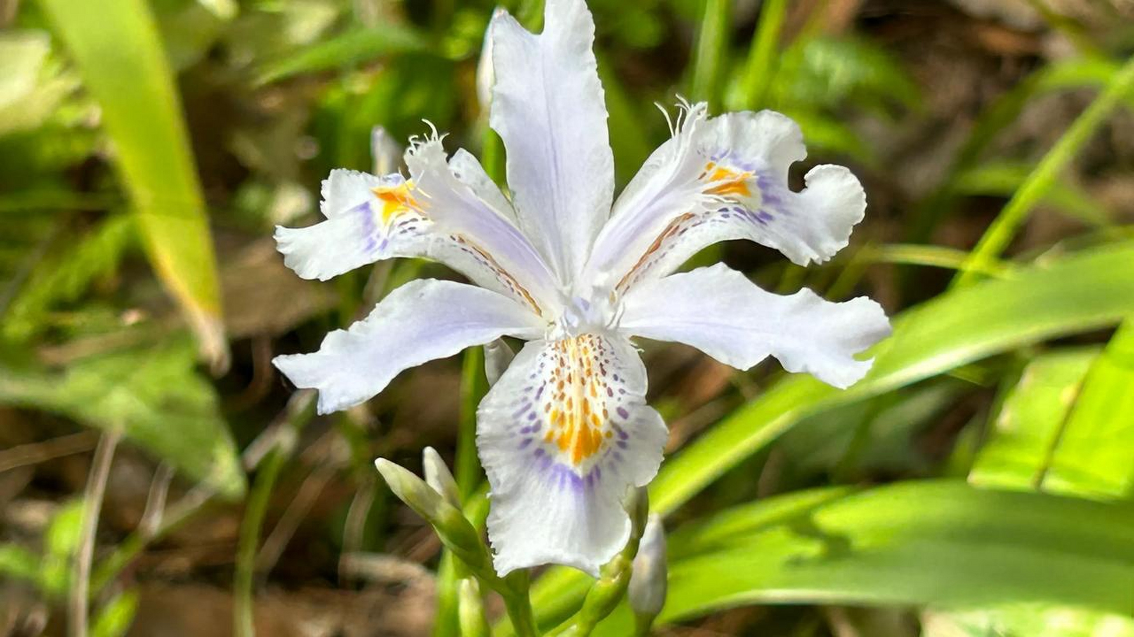 周末在野外看见美丽的鸢尾花(蝴蝶花),因其花瓣图案像鸢鸟的尾巴而得