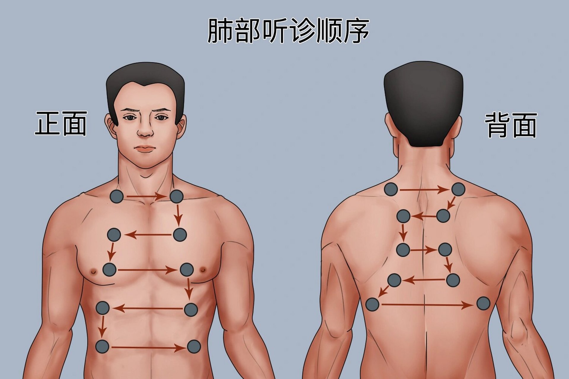 肺部听诊顺序(1) 图片来源于百度贴吧