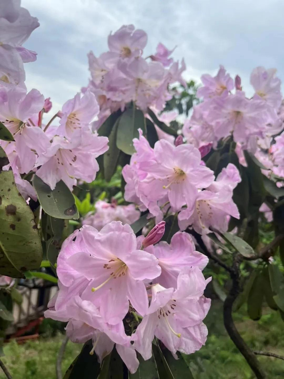 杜鹃花,华顶杜鹃是浙江省特有种,仅分布在浙江的临海,天台等局部高山