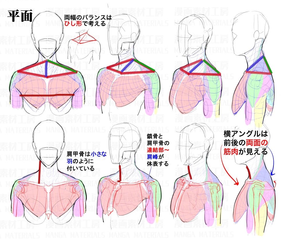 人体结构笔记 头颈肩的关系 处理头颈肩的关系最主要的是要画对头和
