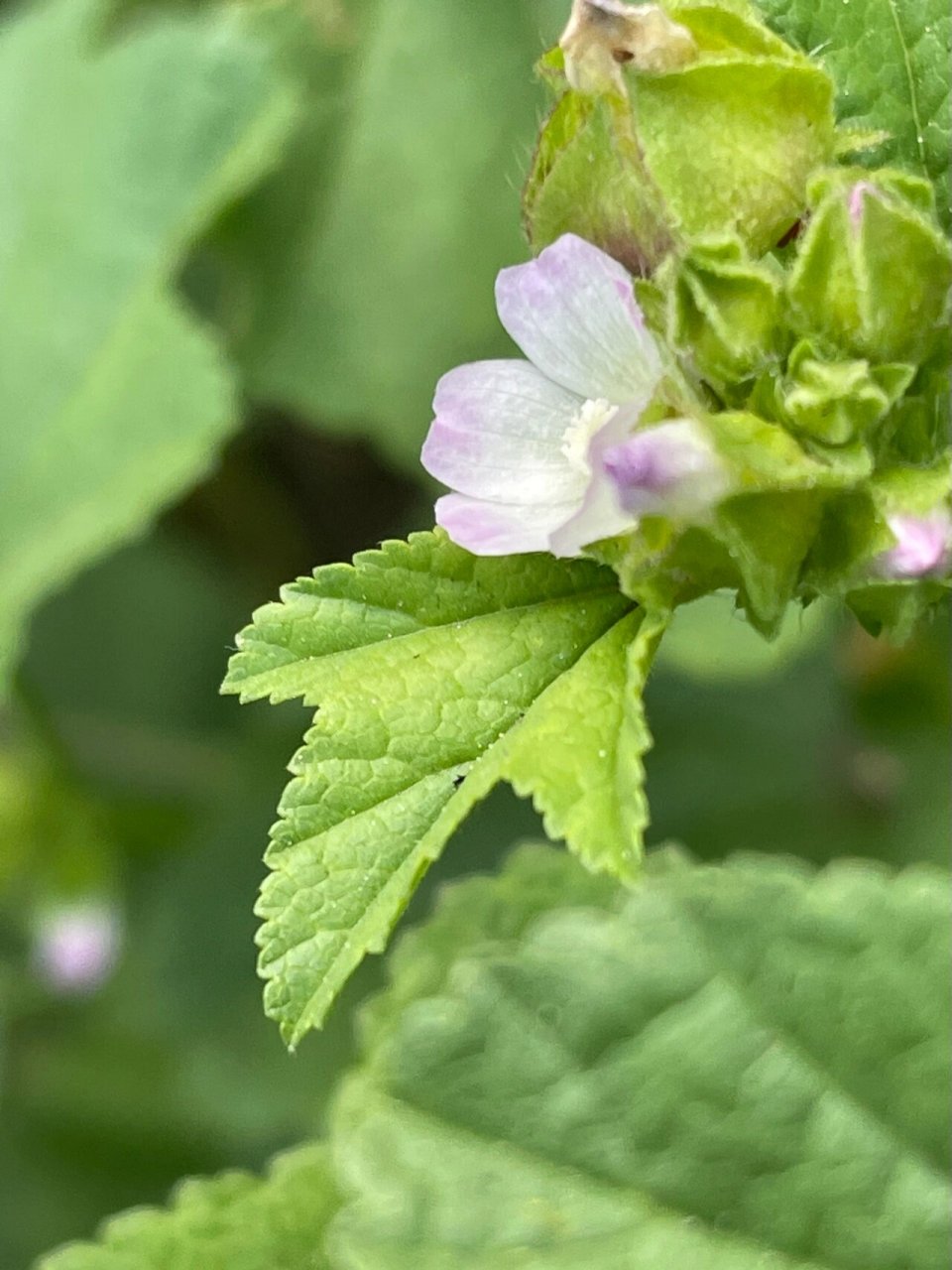 开花的冬葵 又名野葵,种植的农作物,今天拍摄