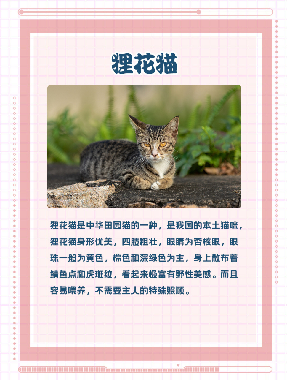 猫咪常见品种大全9315新手选猫可收藏 16615苏格兰折耳猫