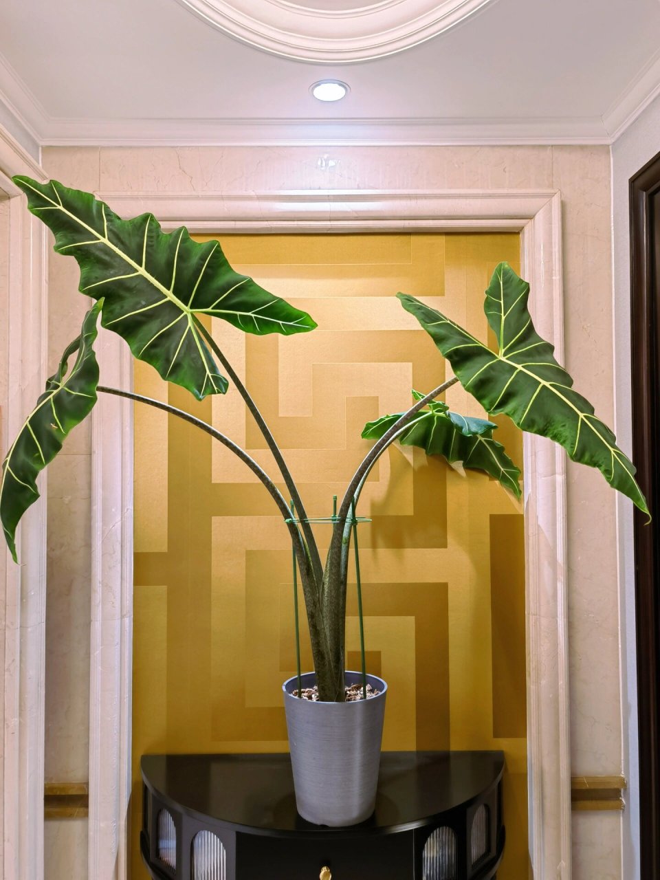 人手一颗热植推荐2|浪子-萨利安海芋 爱:萨利安海芋是斑马海芋和绿