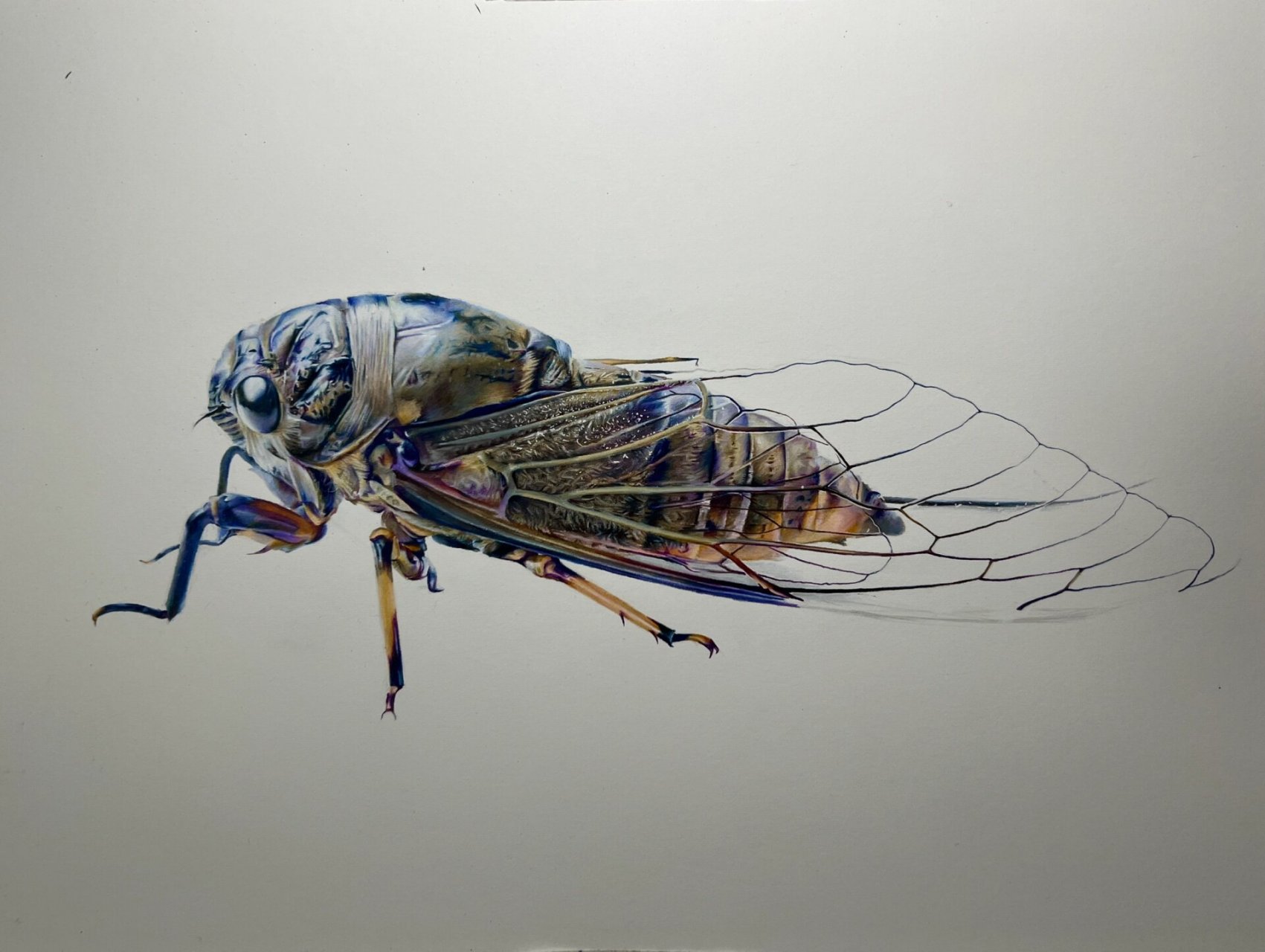 写实彩铅-蝉 过程