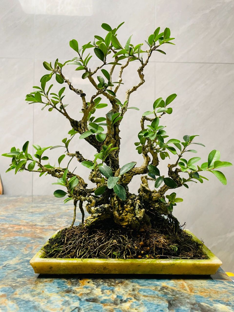 经典海岛黄杨盆景 由于黄杨生长非常缓慢,自古就有"千年黄杨寿为矮,更