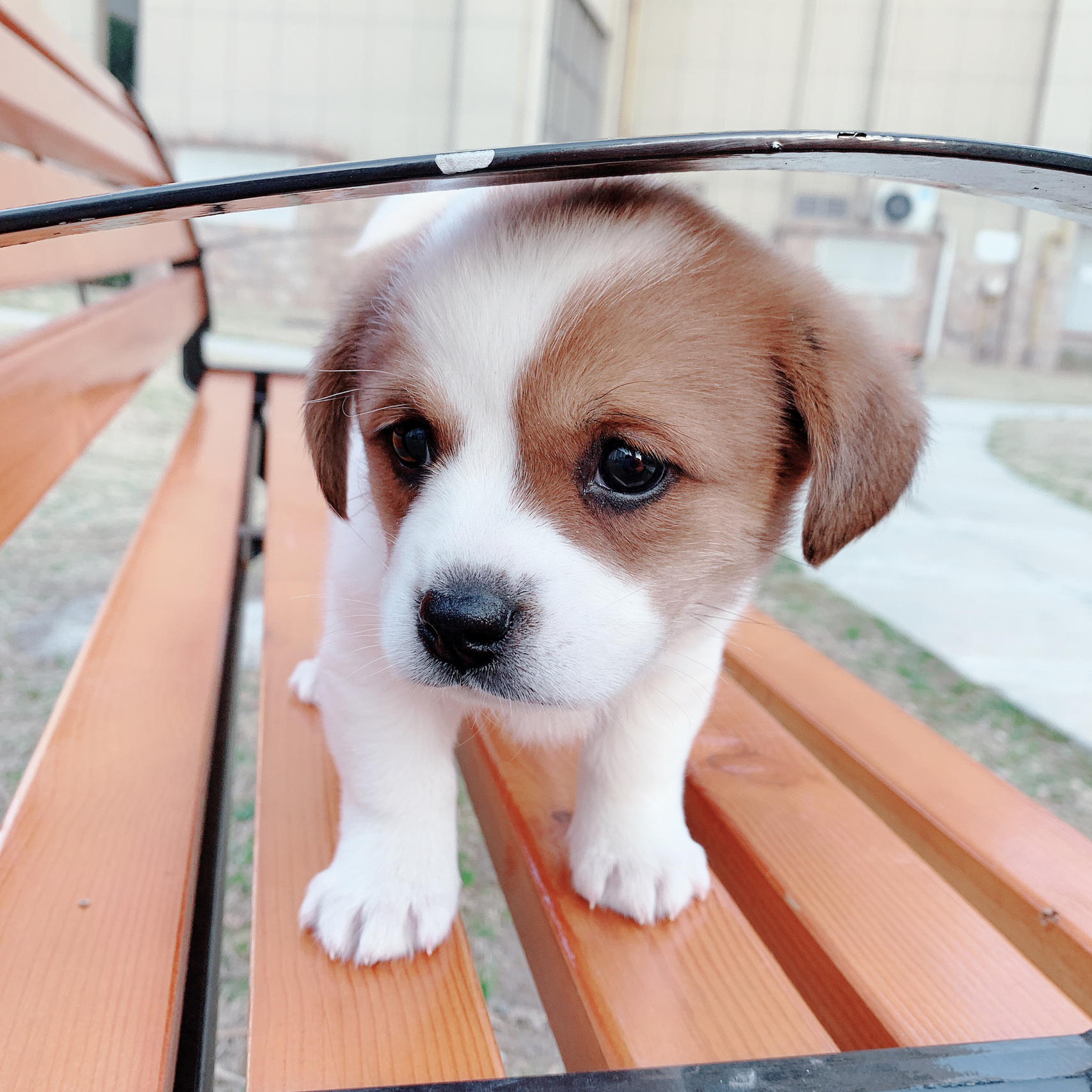 蝴蝶犬柯基串串图片