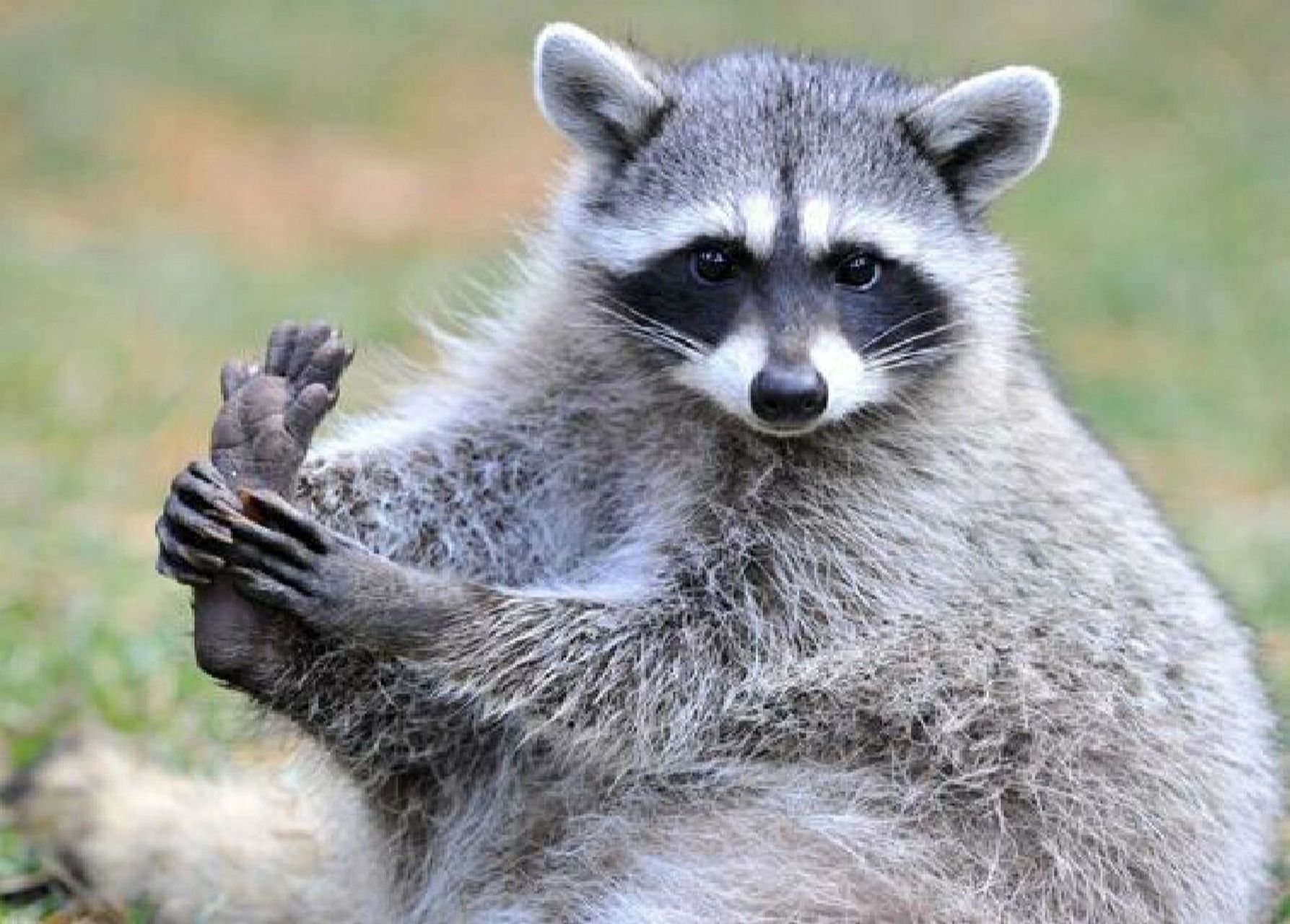 浣熊-浣熊科浣熊属动物01 别称食物小偷,皮皮熊 浣熊原产自北美洲