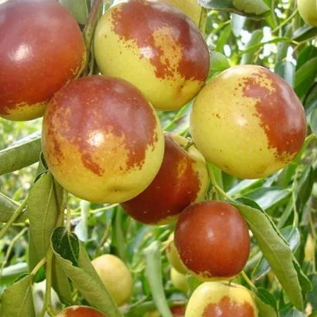 天下奇果沾化冬枣:系滨州特有的晚熟枣类品种.