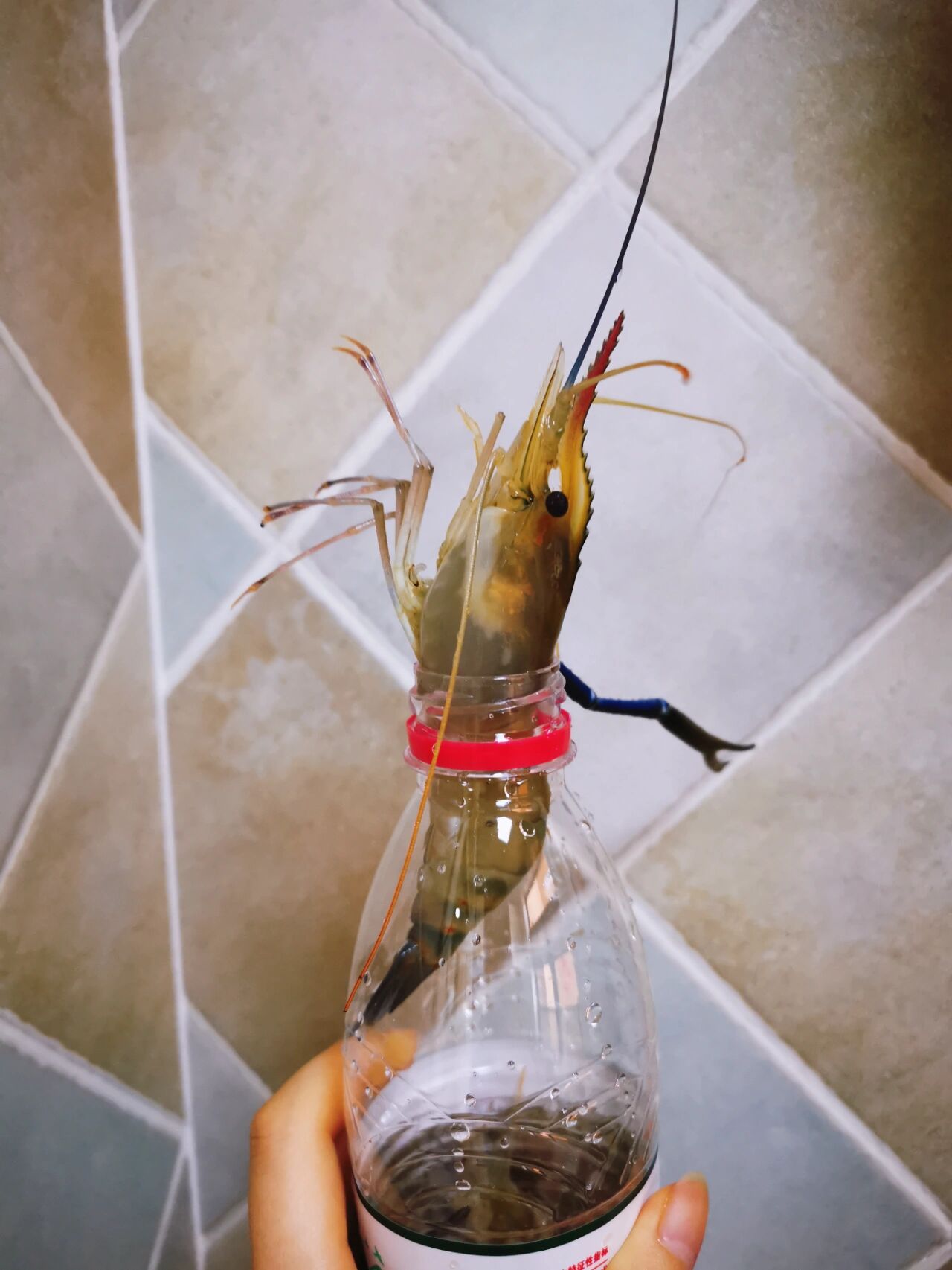 朋友说把虾放到瓶子里速冻存放