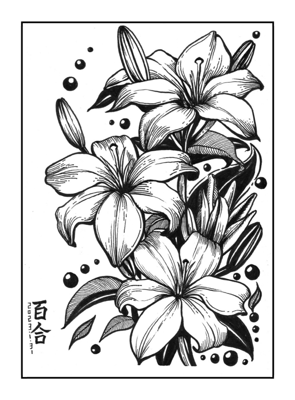10岁 创意美术手绘线描插画         花卉系列—百合花 在中国百合