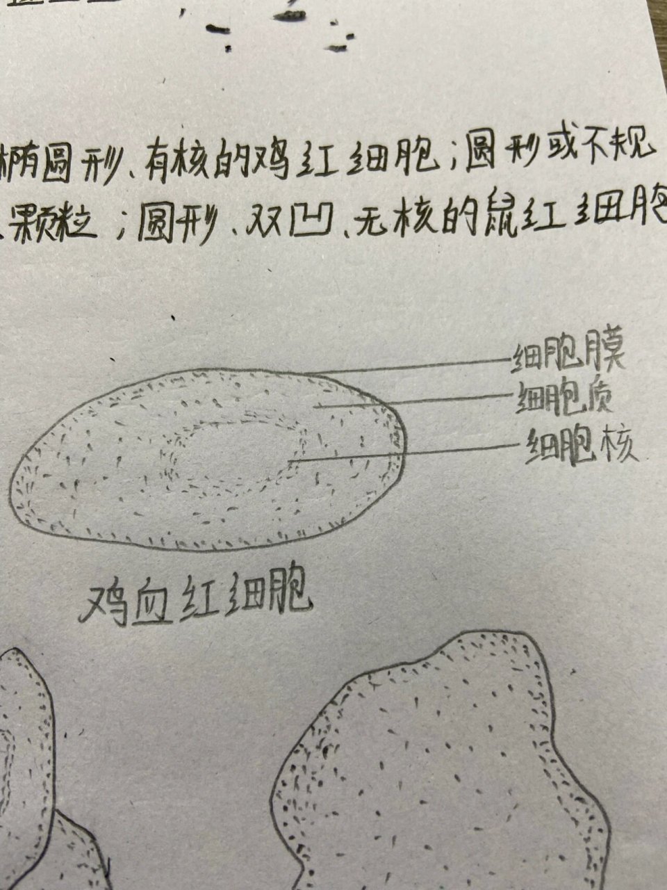 鸡血细胞结构图图片