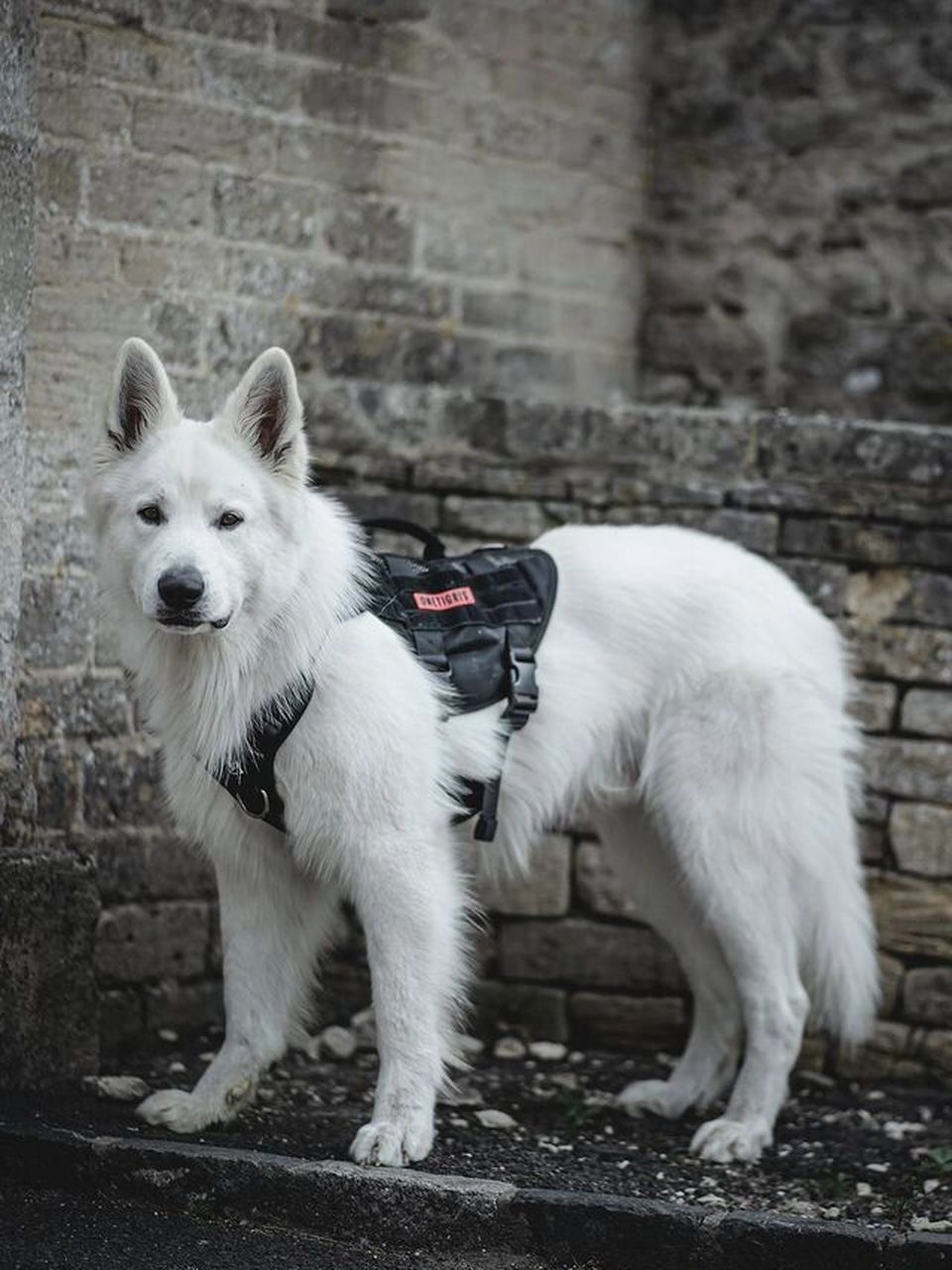 牠真的长在了我的心巴上96白色瑞士牧羊犬 世界上怎么会有这么帅的