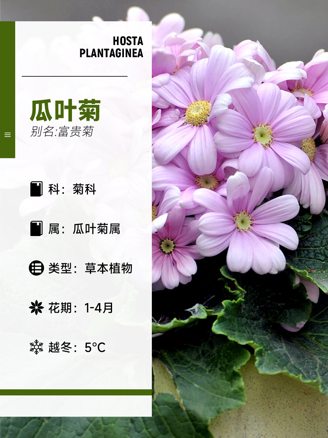 每天一种花草养护知识 | 瓜叶菊