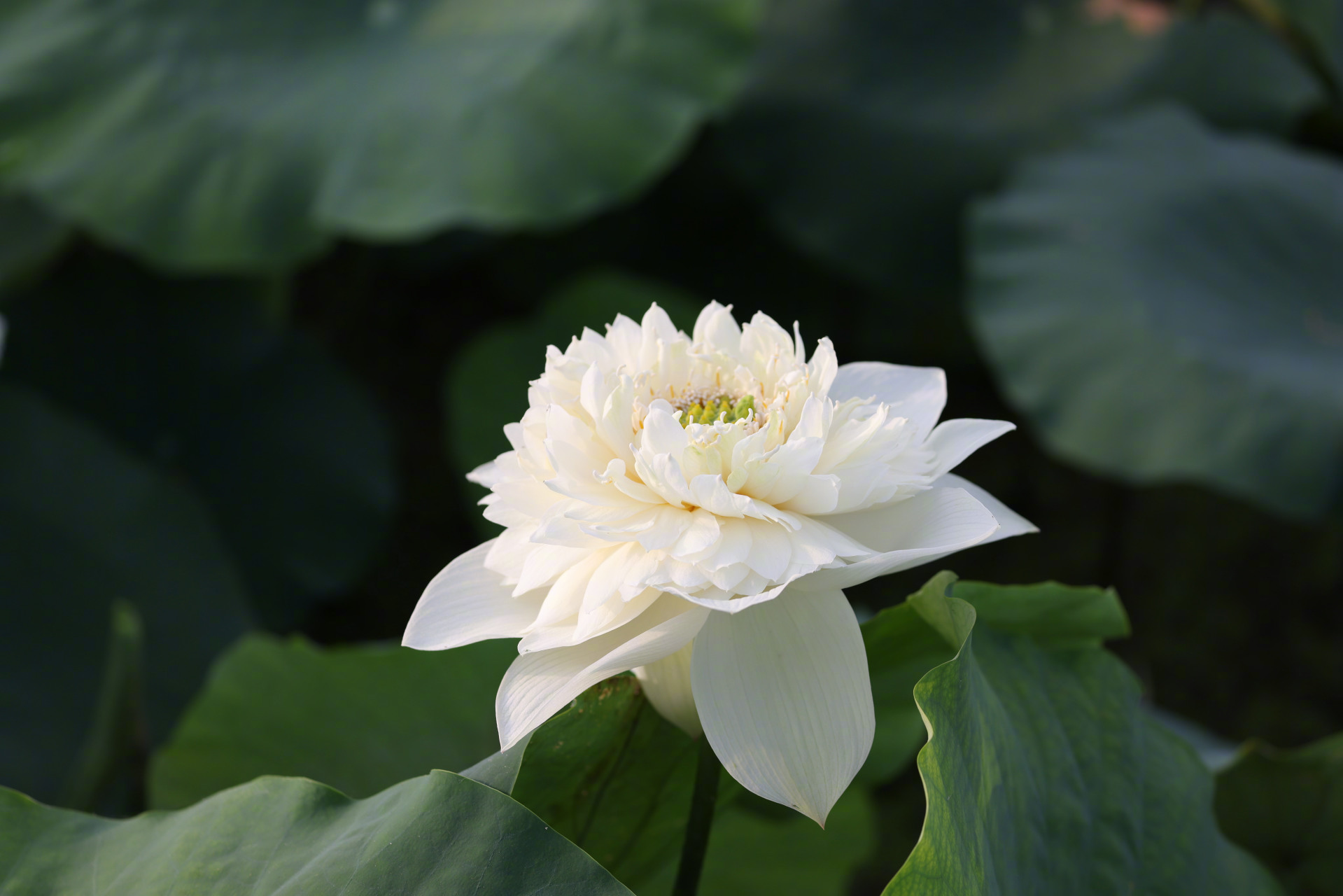 歲月流年裡,清香白蓮花.荷美覃塘,幸福分享.#佛法看世間##隨手拍禪意