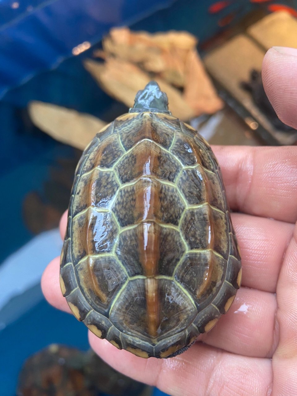 26甲滴金线公 26甲滴风水龟龟～这个真的超好看