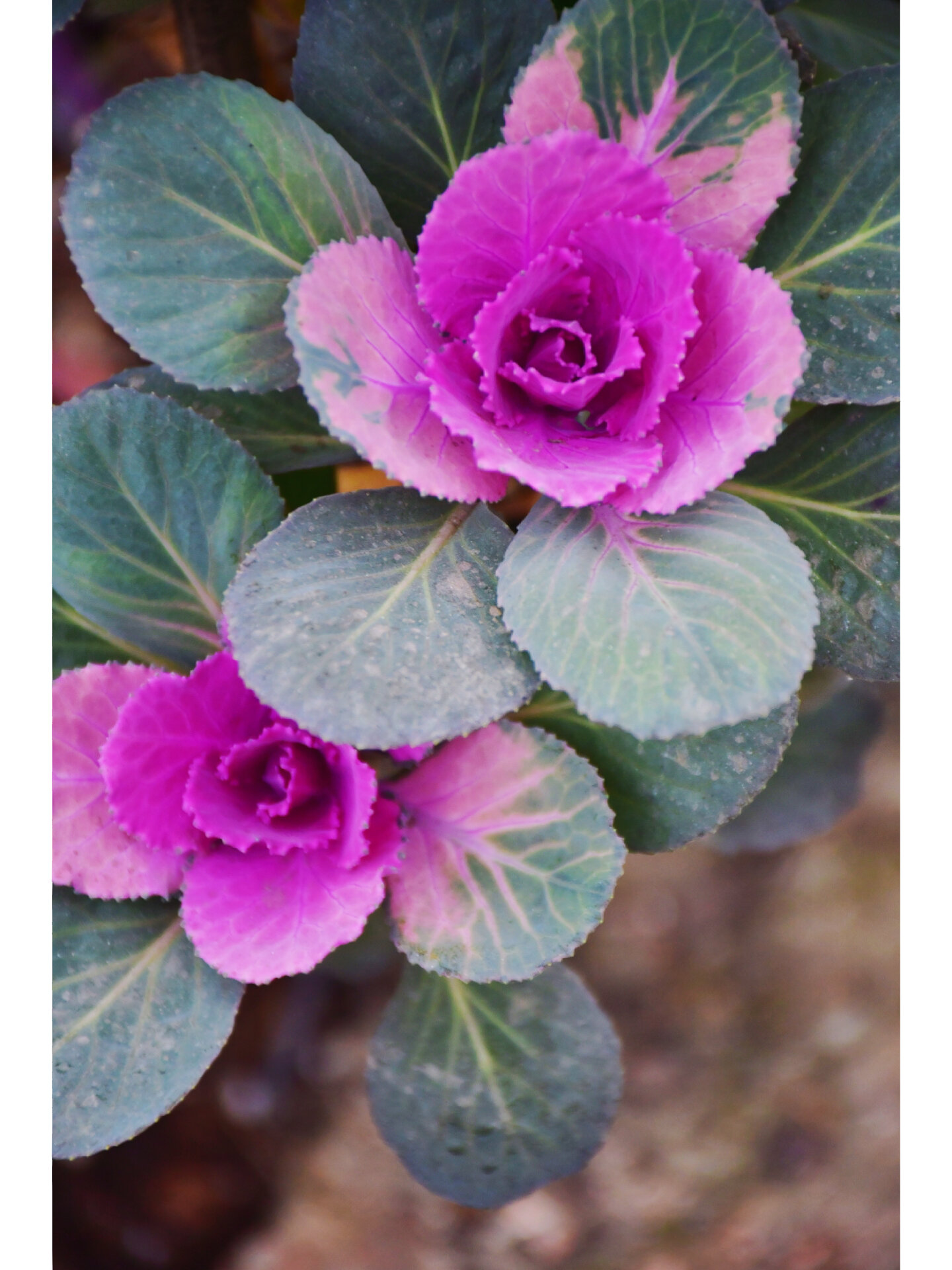 一颗活了3年的老桩羽衣甘蓝