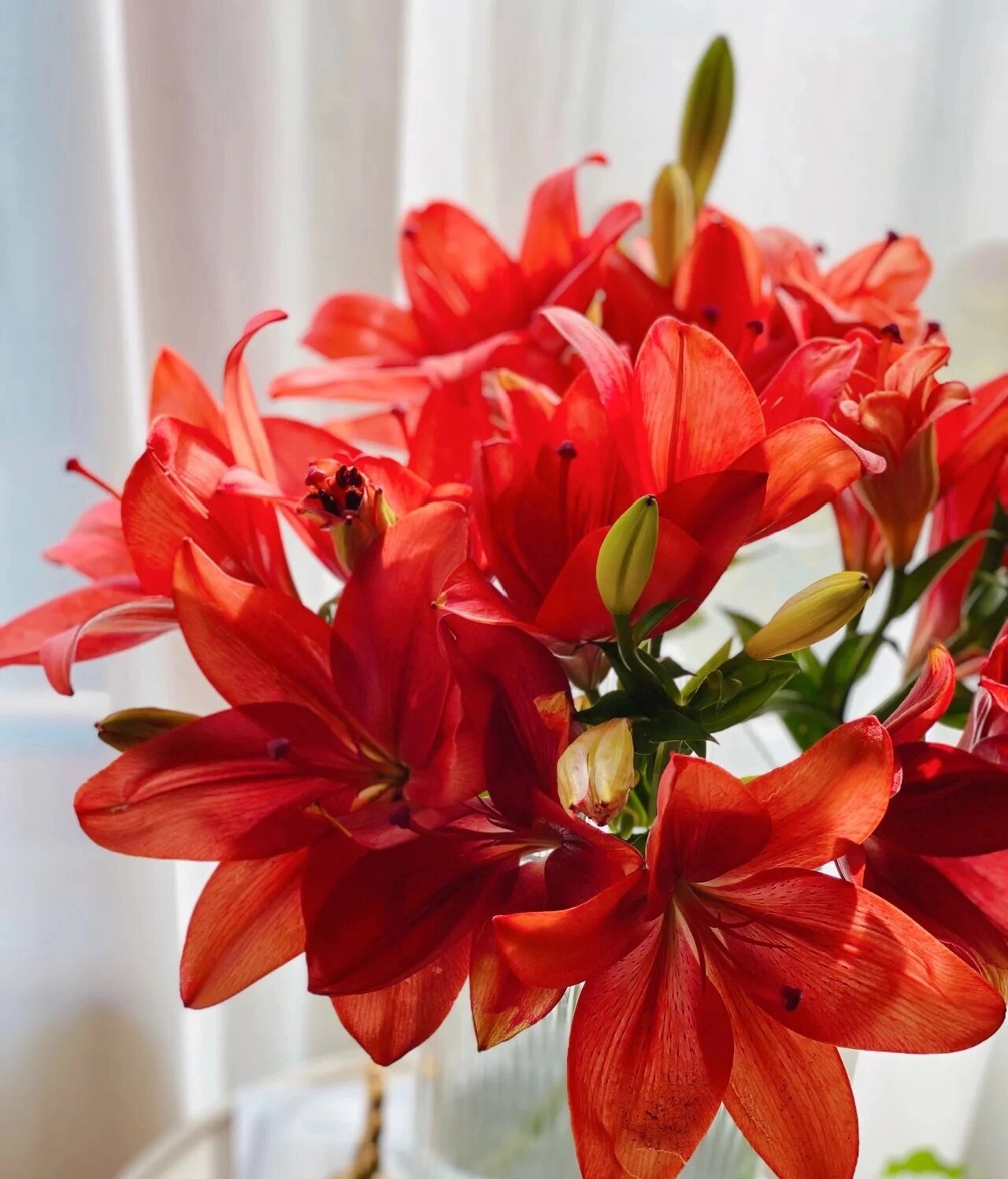 多头红袖亚百合 红袖亚百合一款会变色的亚百合,价格超级优惠哦!