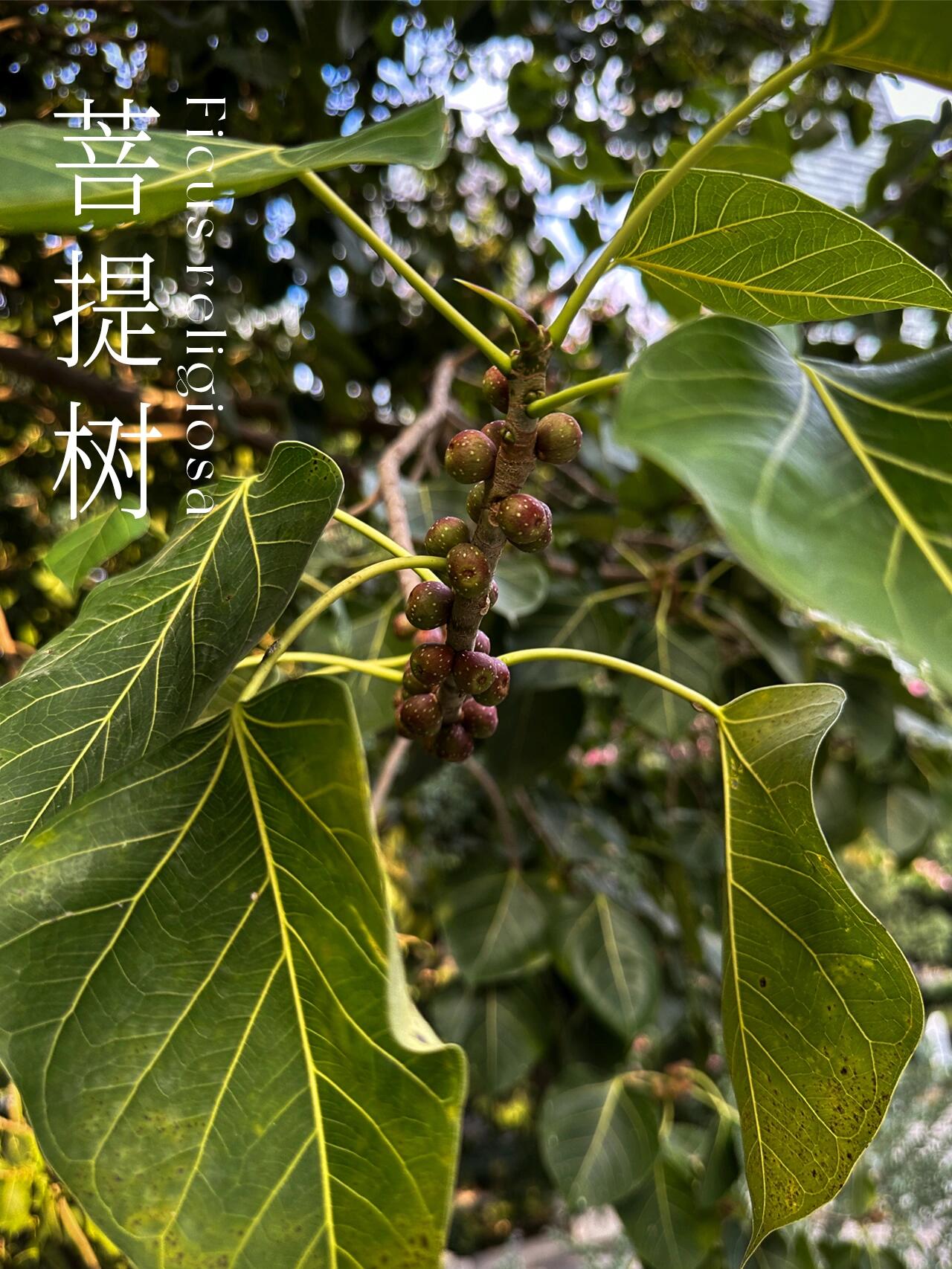 菩提树 菩提树 ficus religiosa