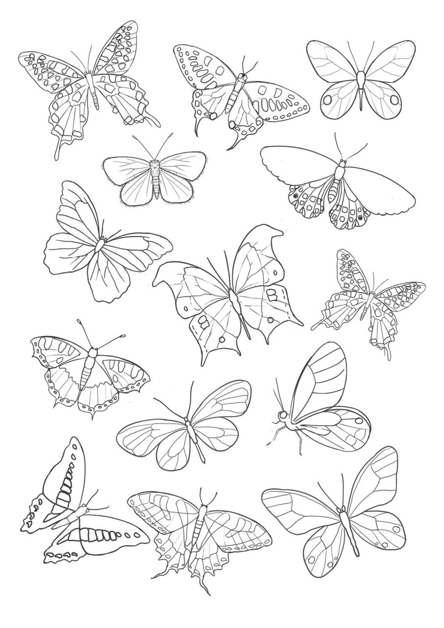 对称蝴蝶简笔画可爱图片