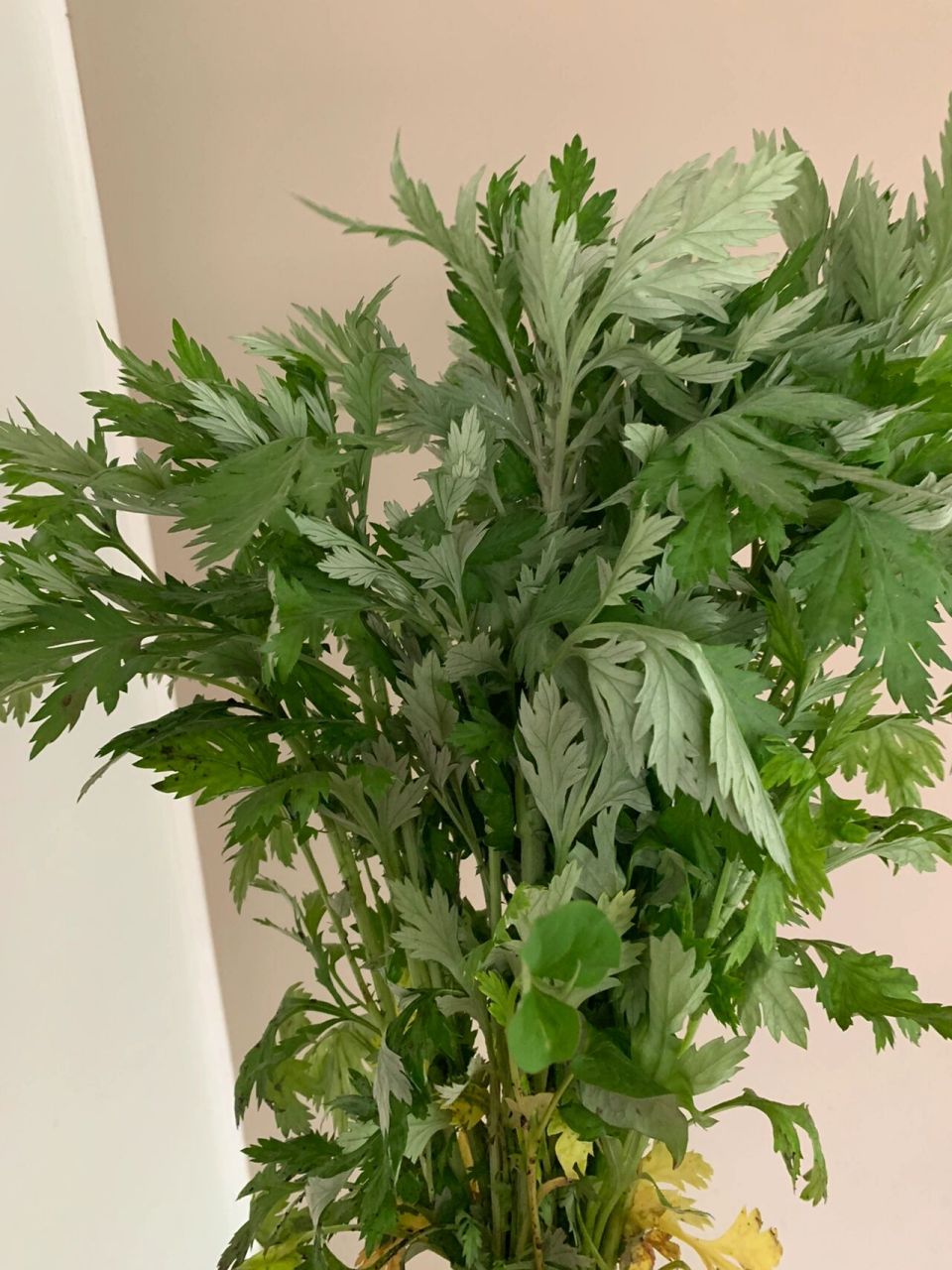 端午节,大家都挂艾草在门上驱邪避凶吗?
