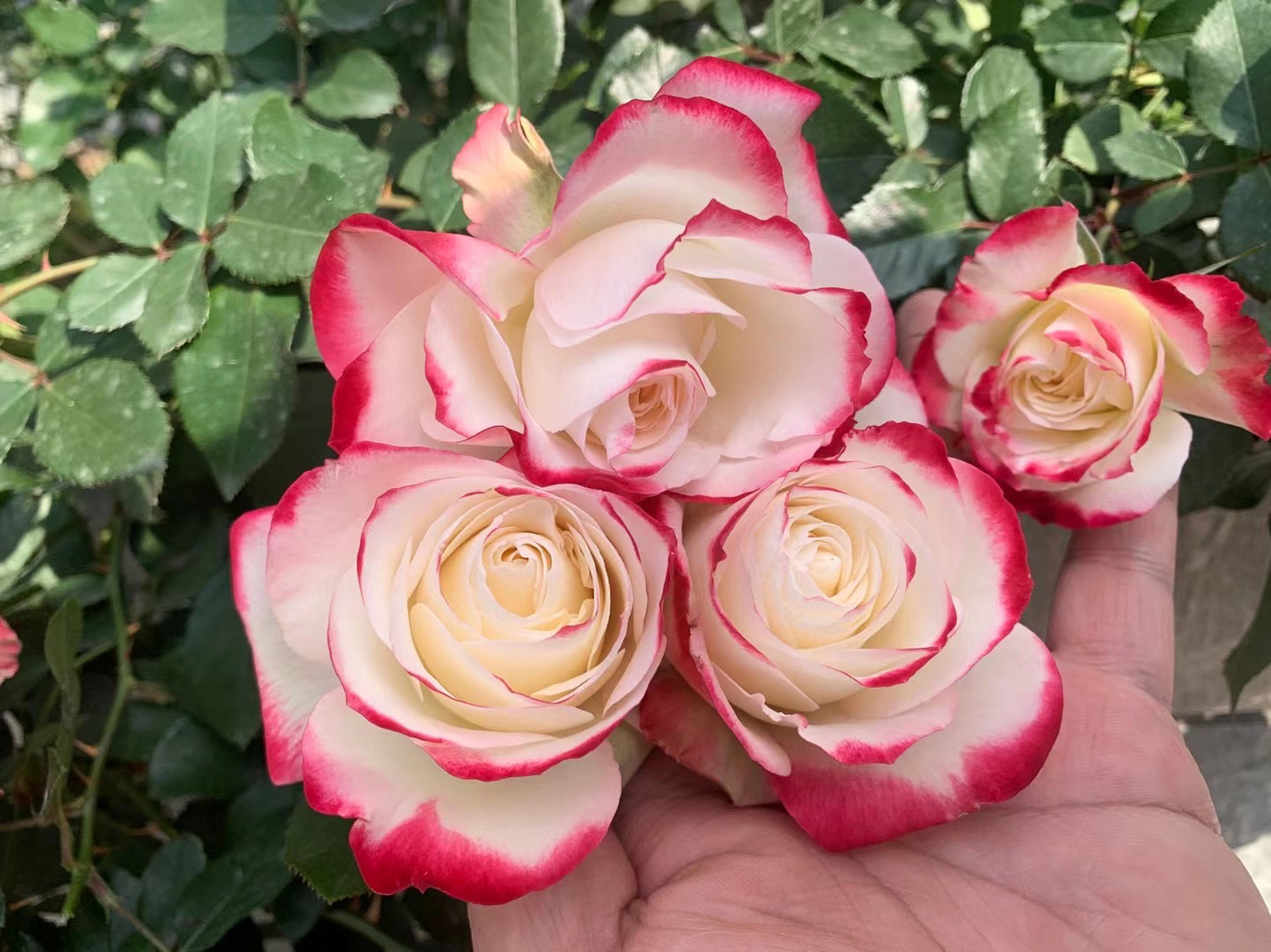 摩纳哥公爵 新手必入月季 摩纳哥公爵,又名:樱桃派对cherry parfait