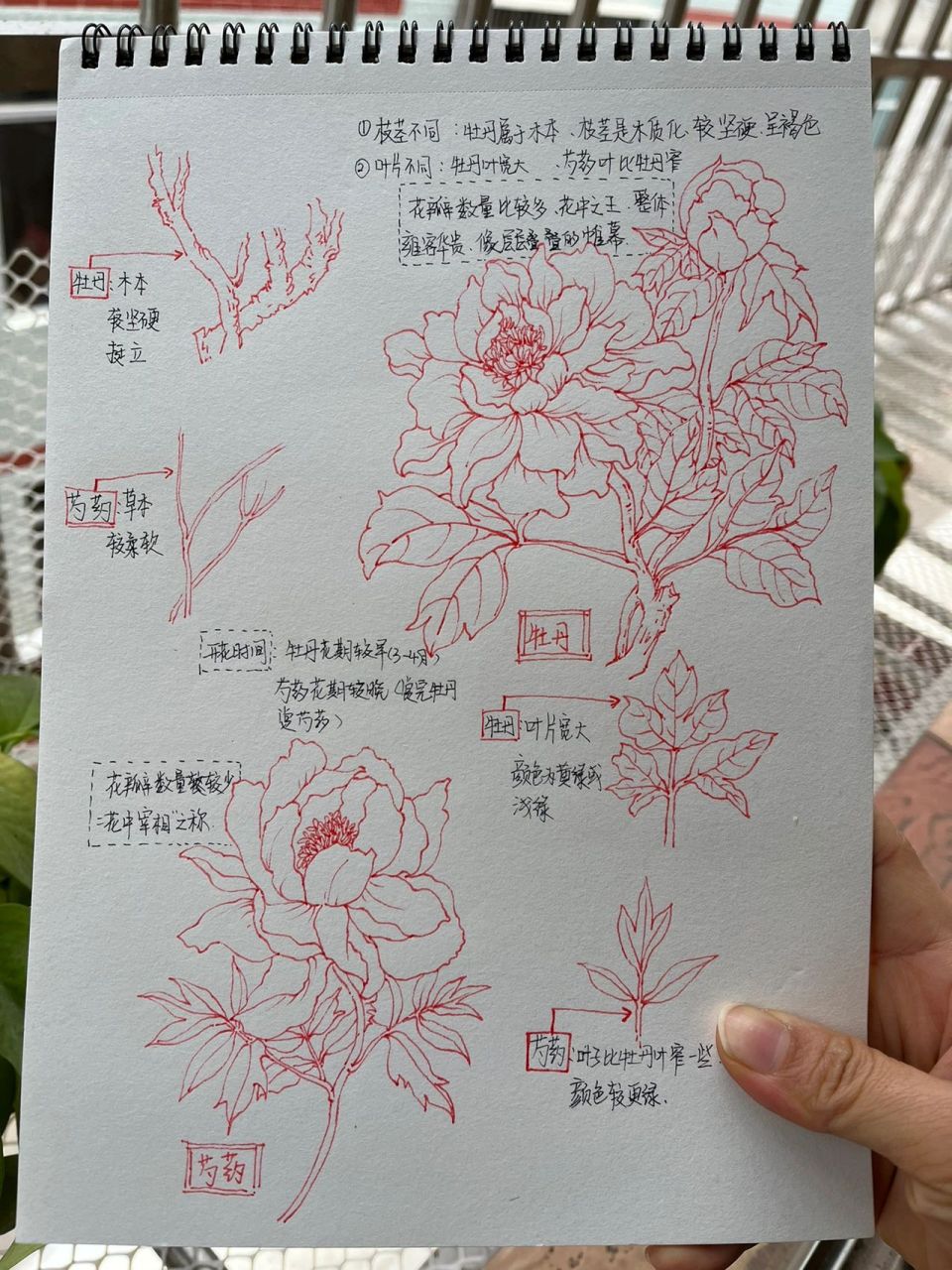 一图教你区分牡丹和芍药 工具:勾线笔 不喜勿喷,欢迎补充