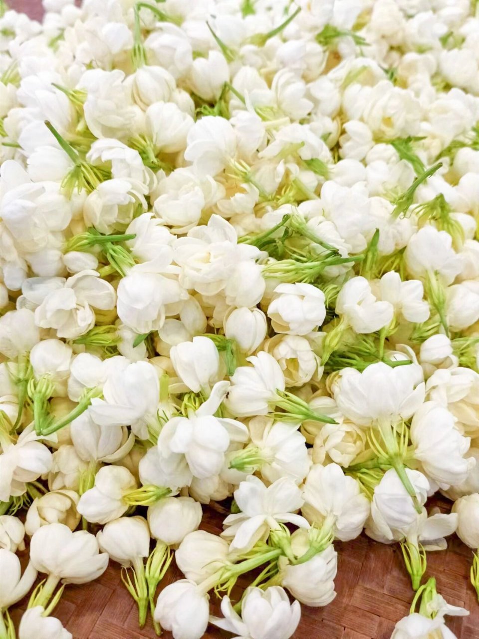 我的家乡茉莉花之乡——广西横州市 我的家乡种植有10万亩茉莉花,花香