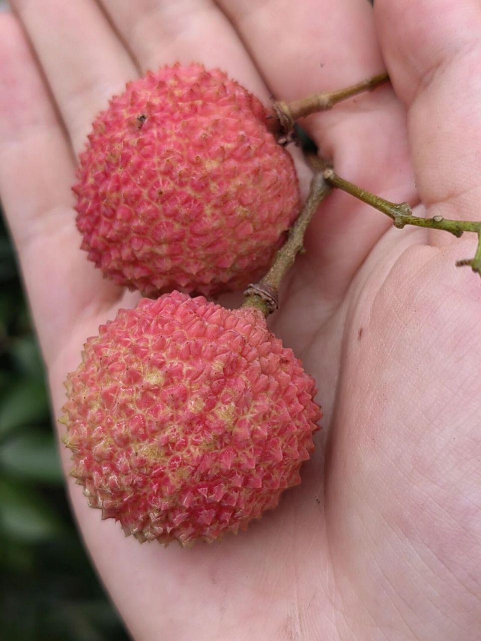 合江带绿荔枝(自家的) 带绿荔枝,朋友订单80斤,现摘现发,味甘清香,皮