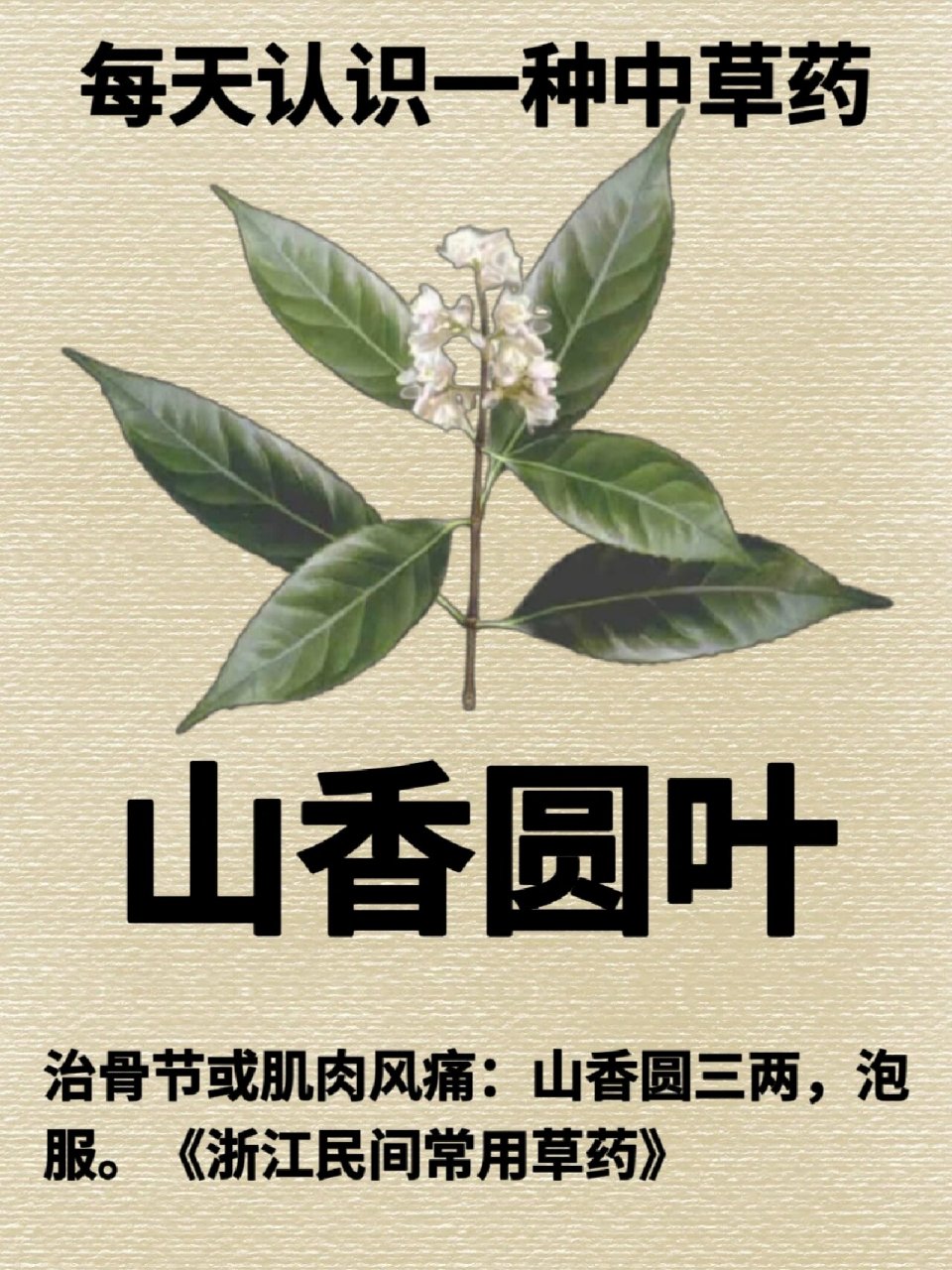 ♥ 🌹别名:两指剑,千打锤,七寸钉