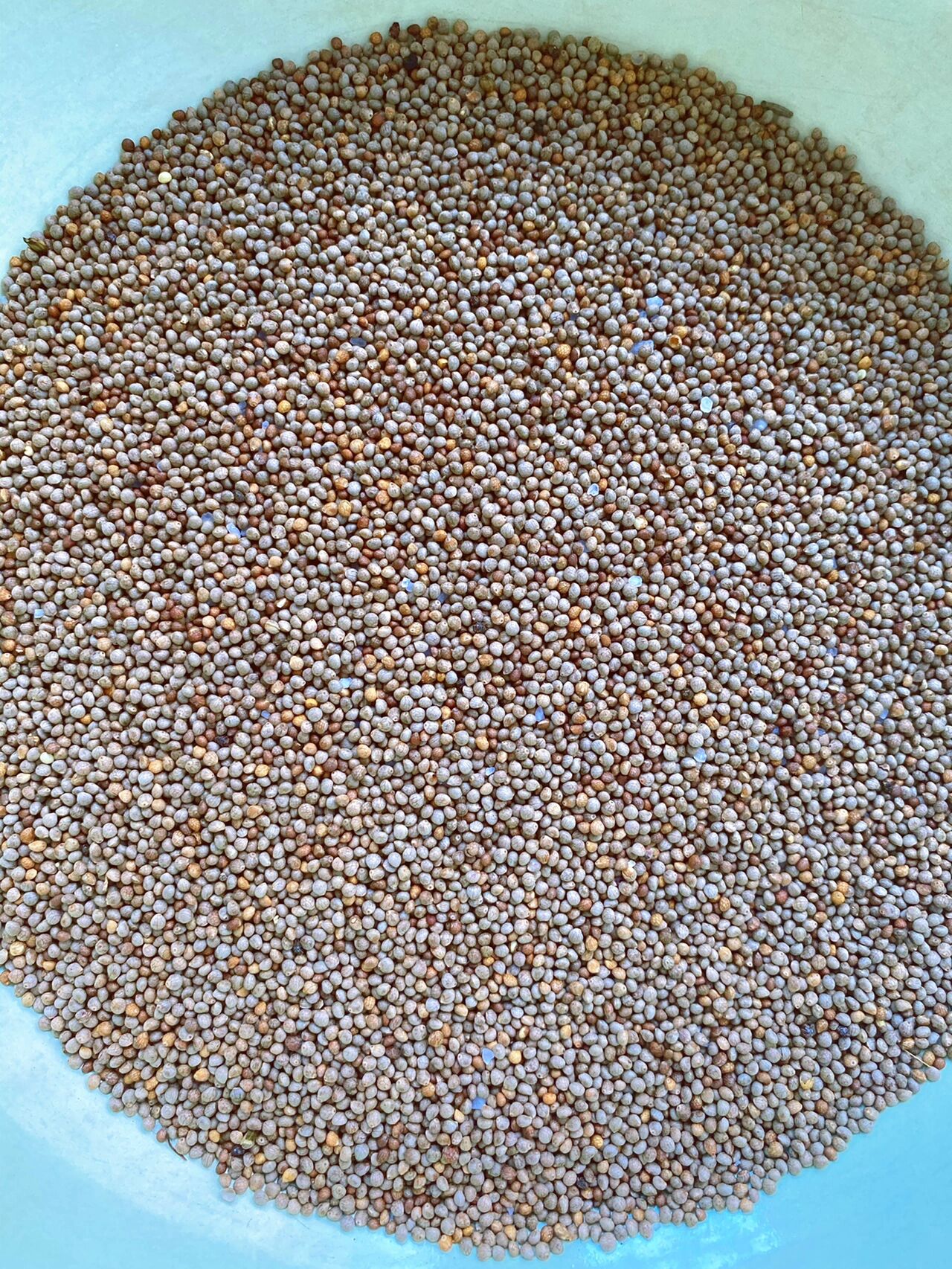 炒苏子籽,炒熟加盐08擀碎拌饭